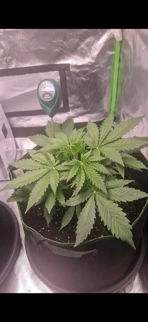 Pink Mist Auto — vegetative, day 21
