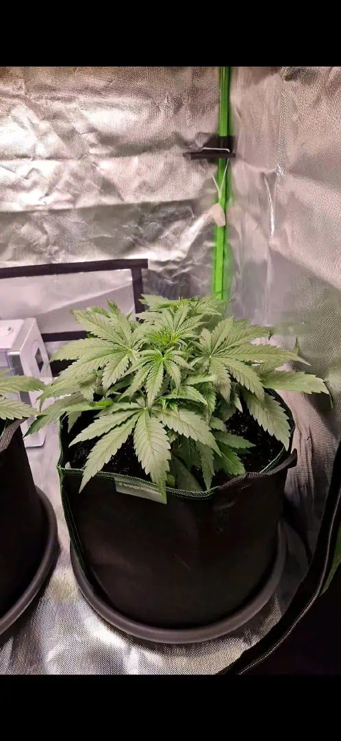 Pink Mist Auto — vegetative, day 24