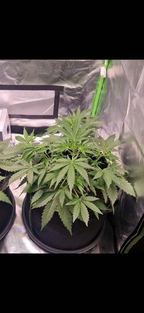 Pink Mist Auto — vegetative, day 26