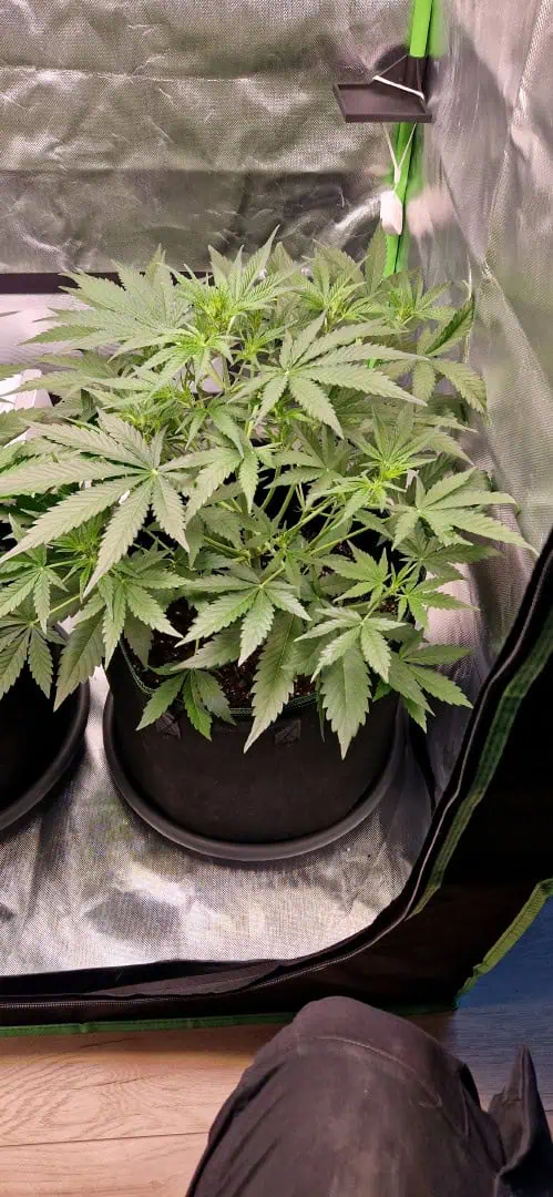 Pink Mist Auto — vegetative, day 30