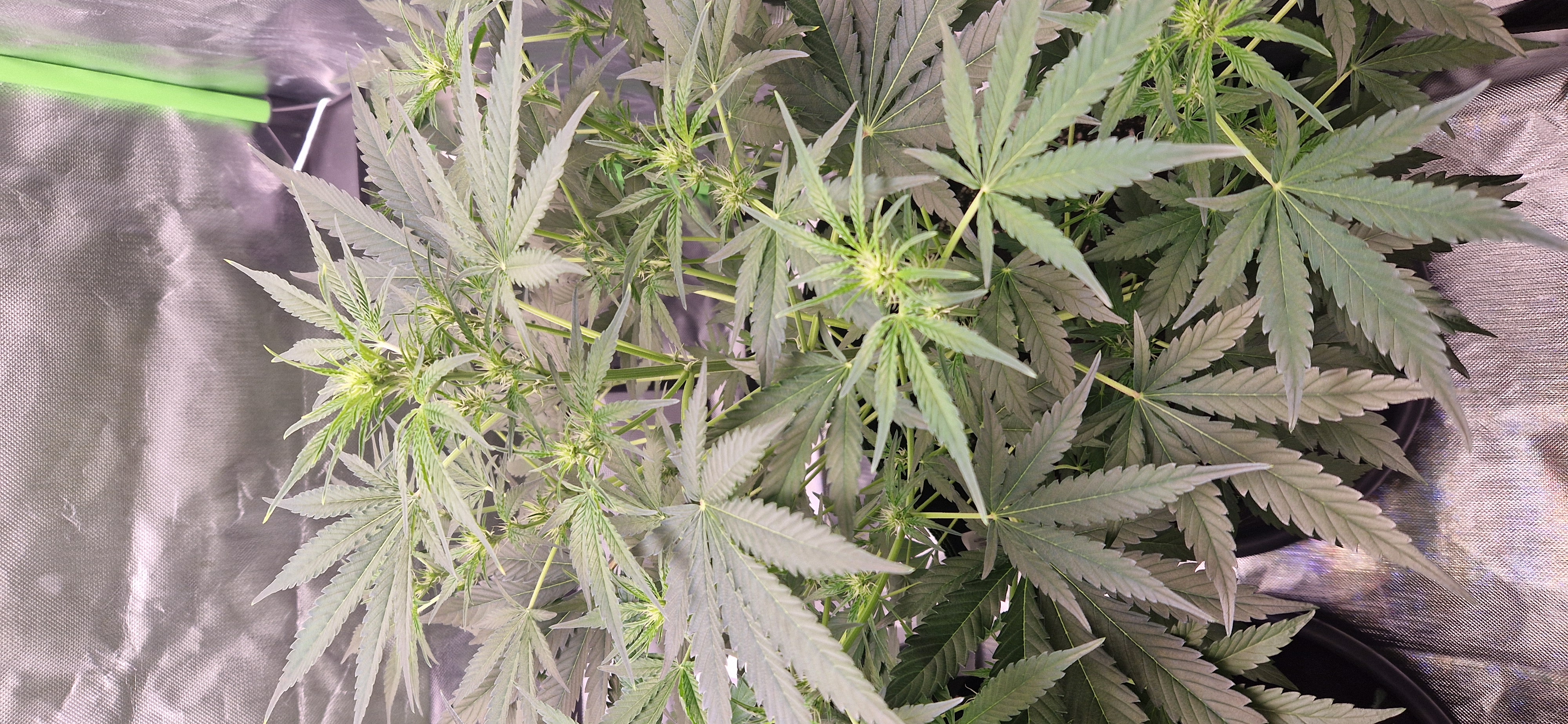 Pink Mist Auto — flower, day 36