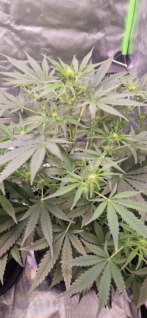 Pink Mist Auto — flower, day 36