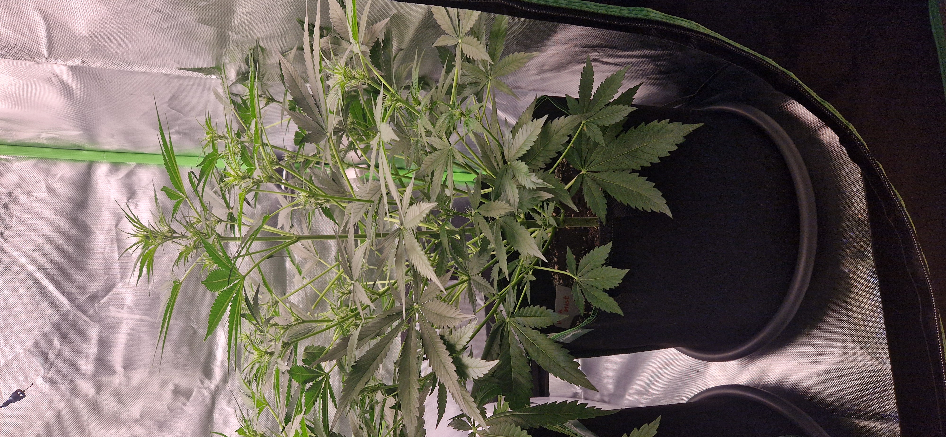 Pink Mist Auto — flower, day 36