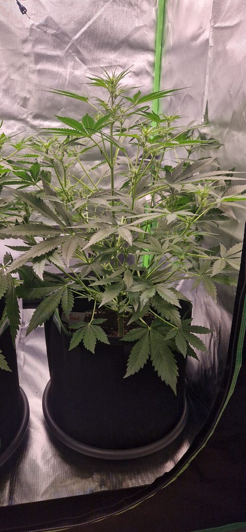 Pink Mist Auto — flower, day 36