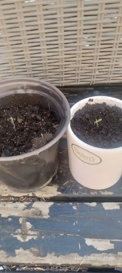 I thought I'd try — seedling_rooting, day 1