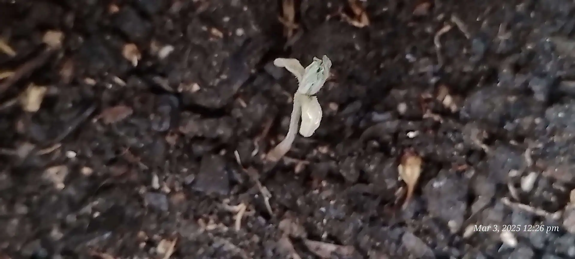 I thought I'd try — seedling_rooting, day 3