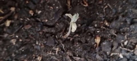 I thought I'd try — seedling_rooting, day 3