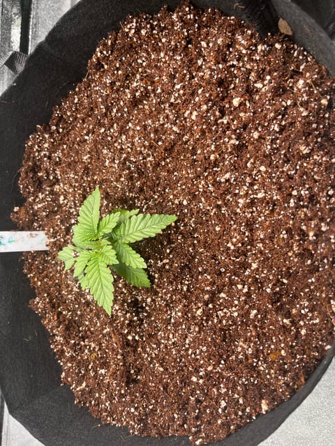 My First Four — vegetative, day 1