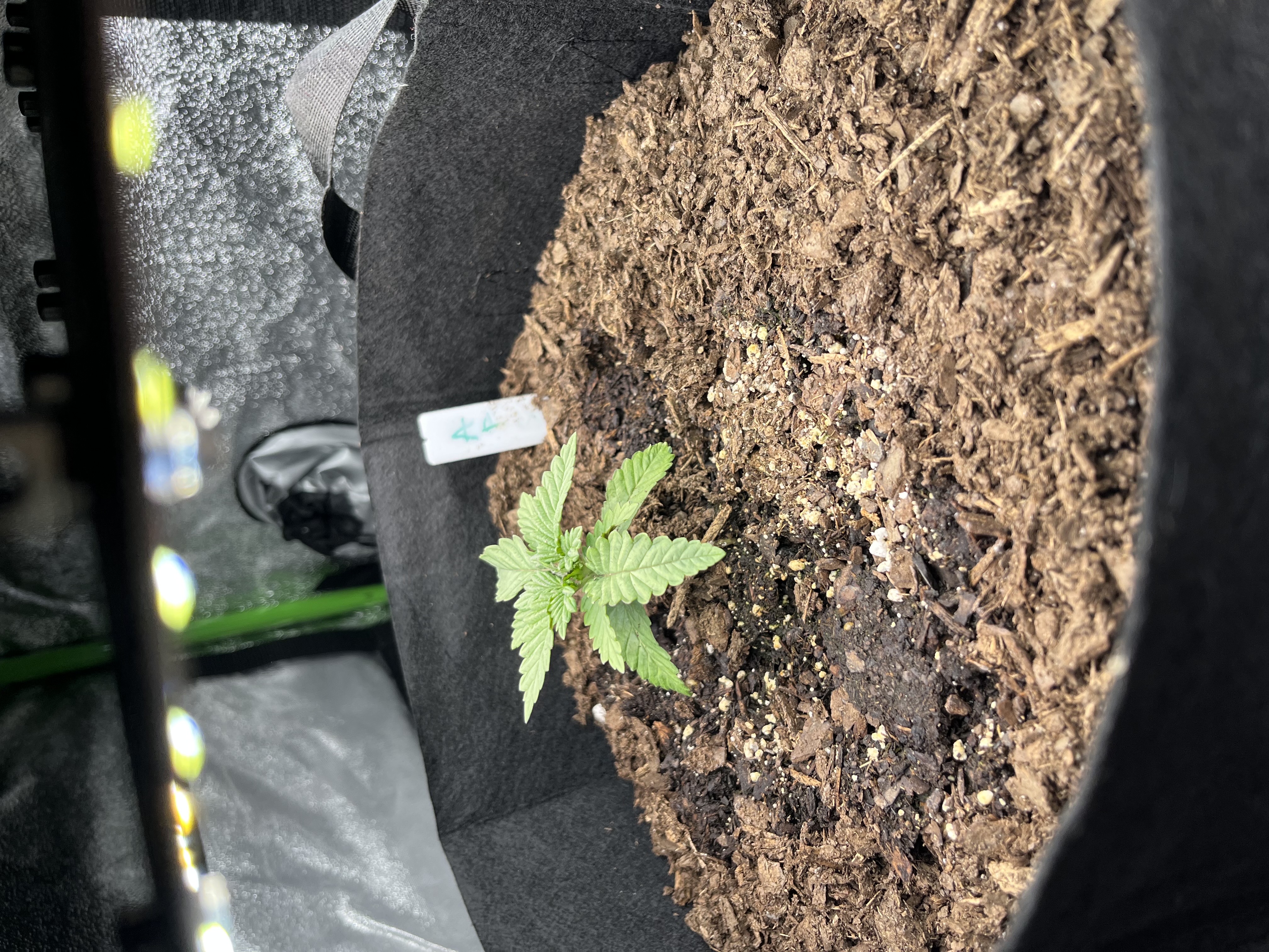 My First Four — vegetative, day 1