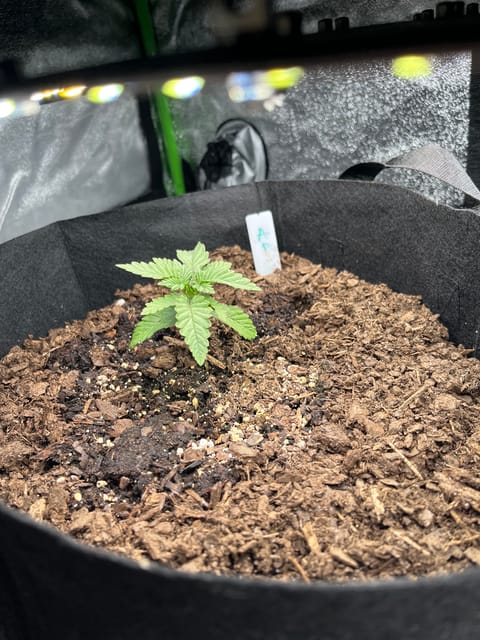My First Four — vegetative, day 1