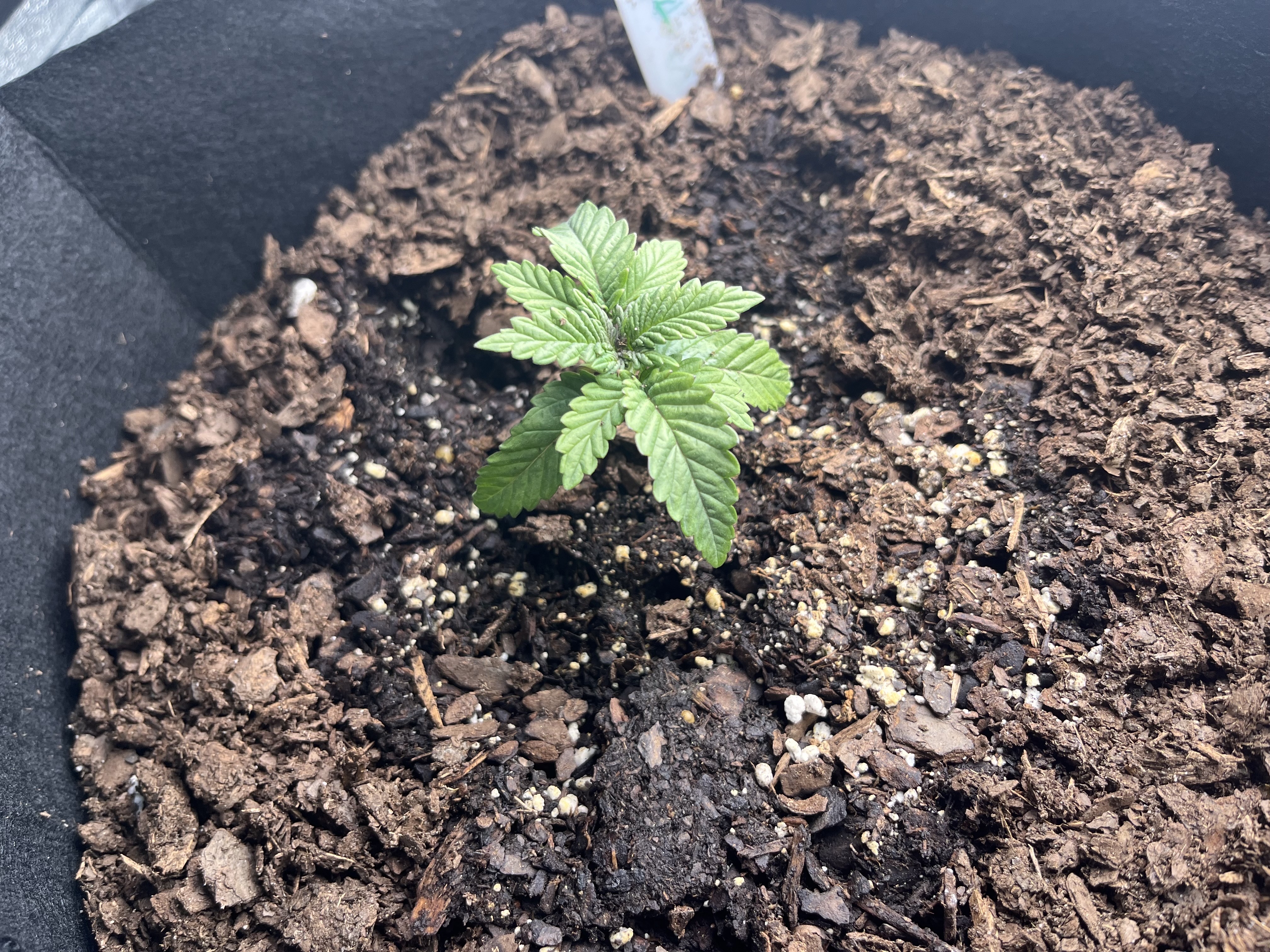 My First Four — vegetative, day 1