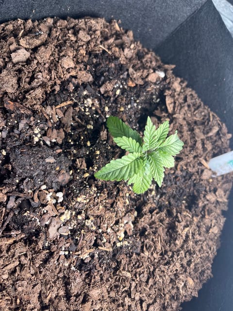 My First Four — vegetative, day 1