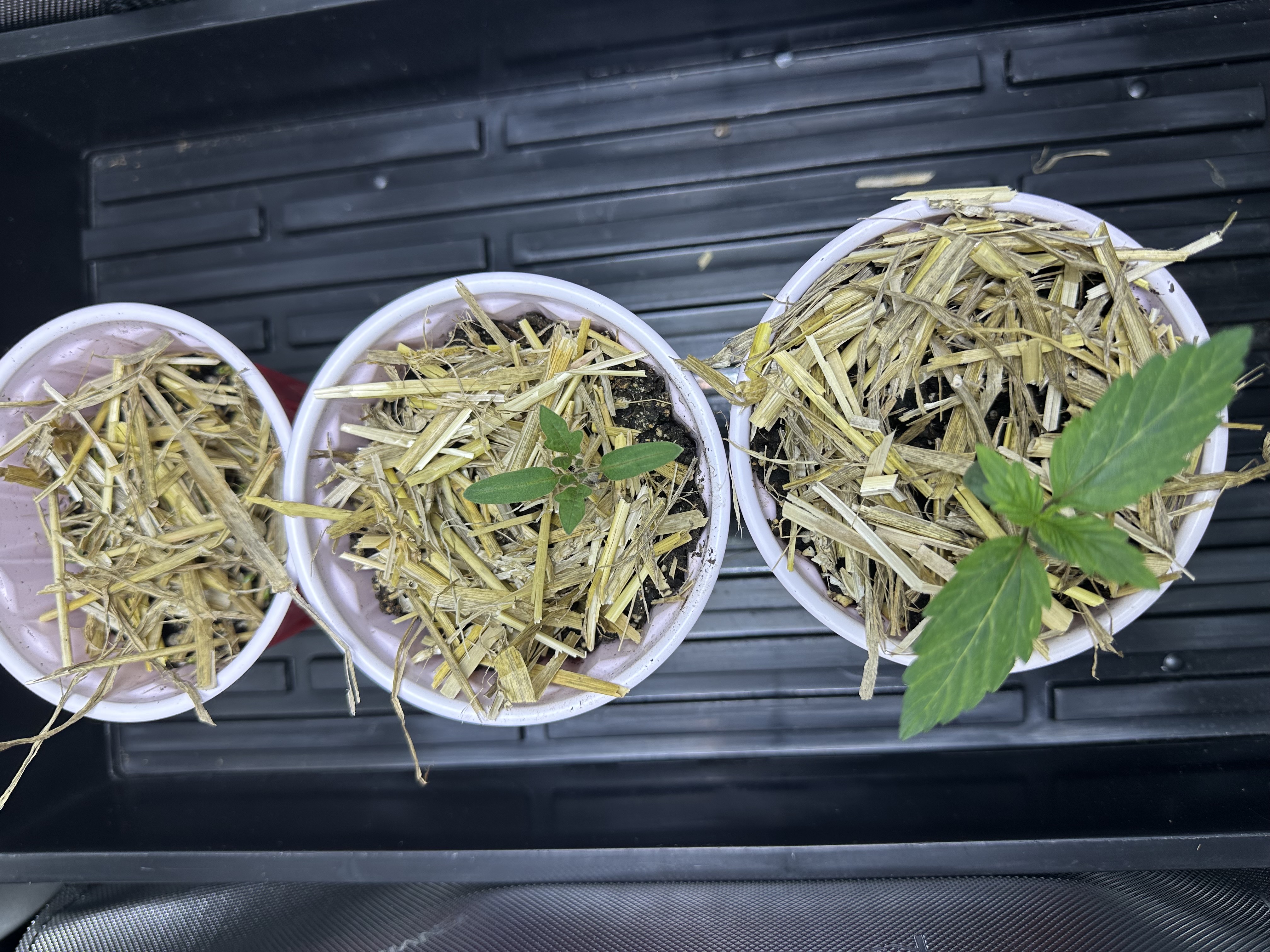 GSC#3 — germination, day 10