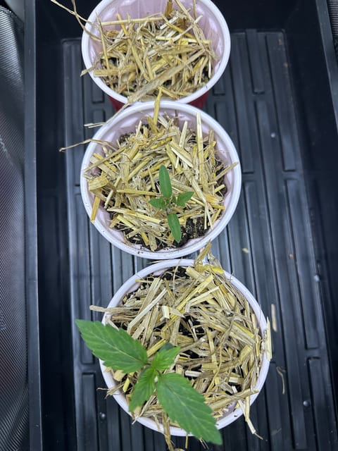 GSC#3 — germination, day 10