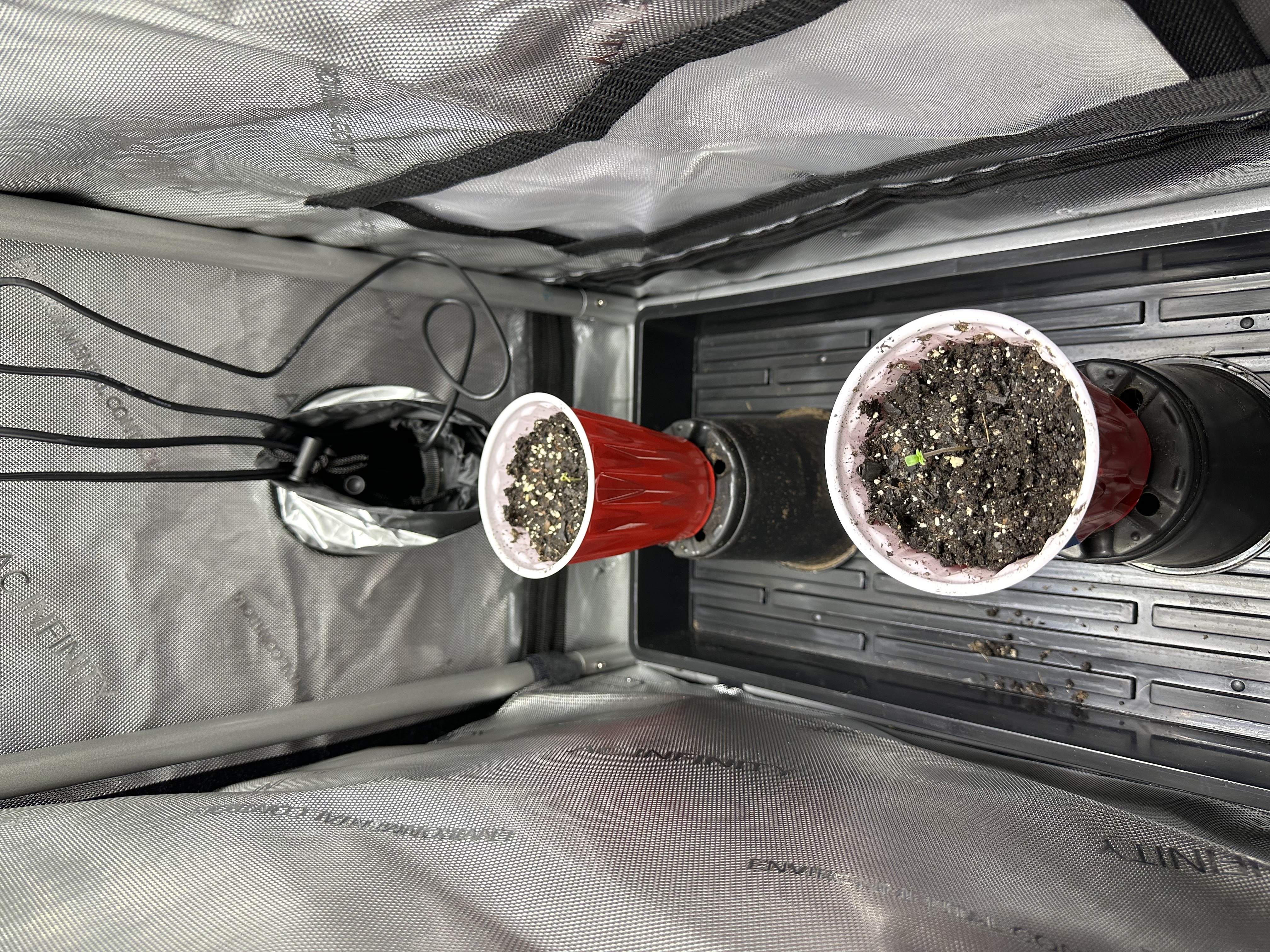 GSC#3 — germination, day 2