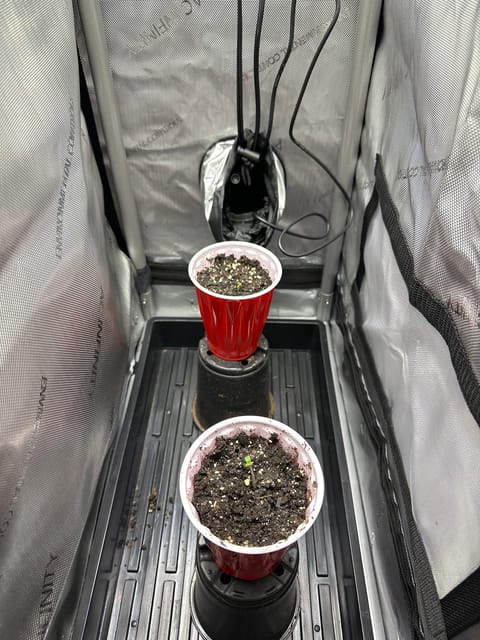 GSC#3 — germination, day 2