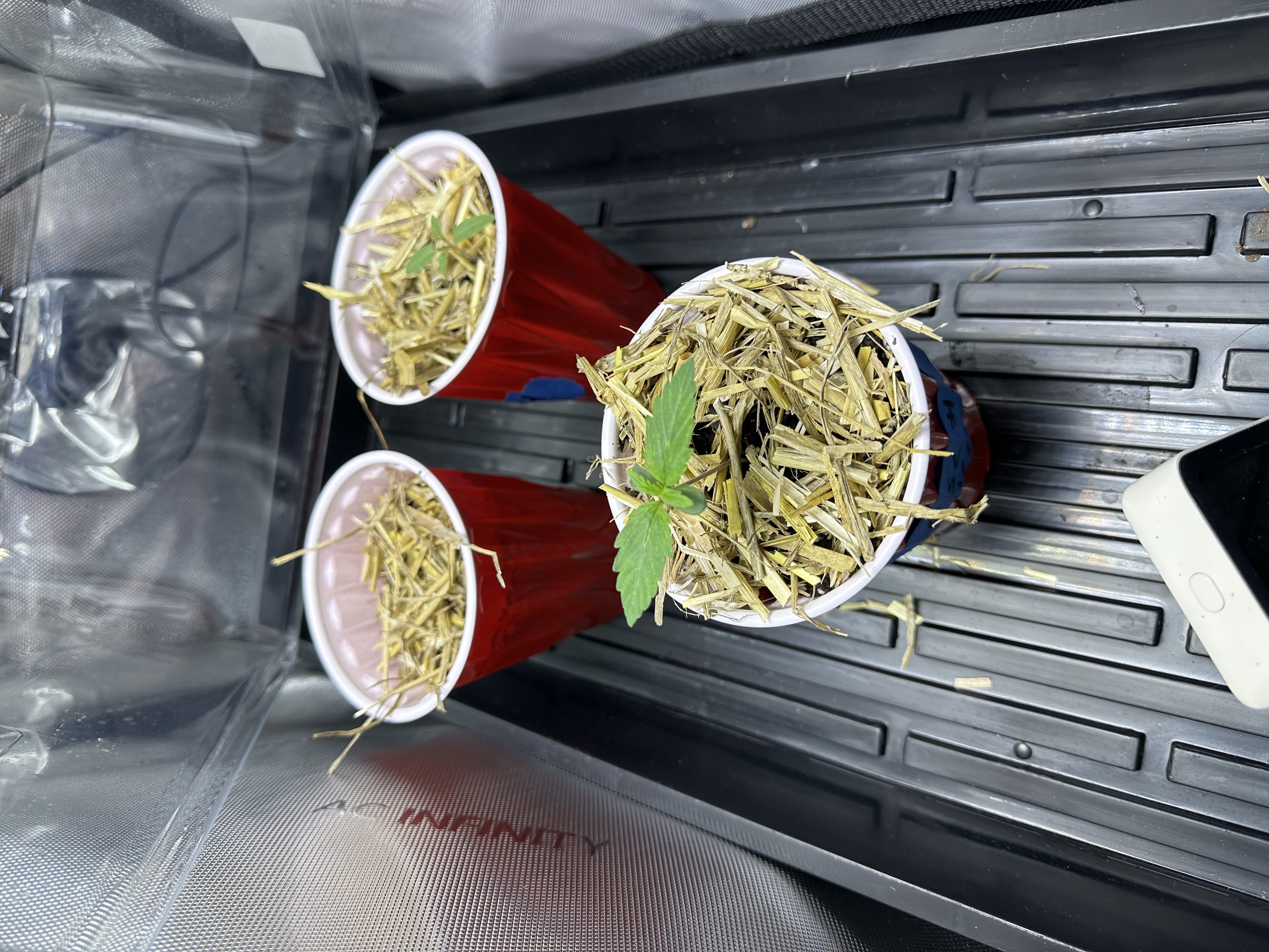 GSC#3 — germination, day 10