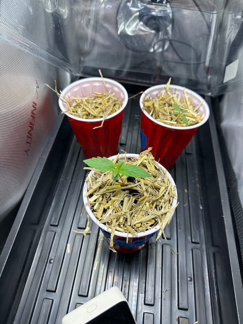 GSC#3 — germination, day 10