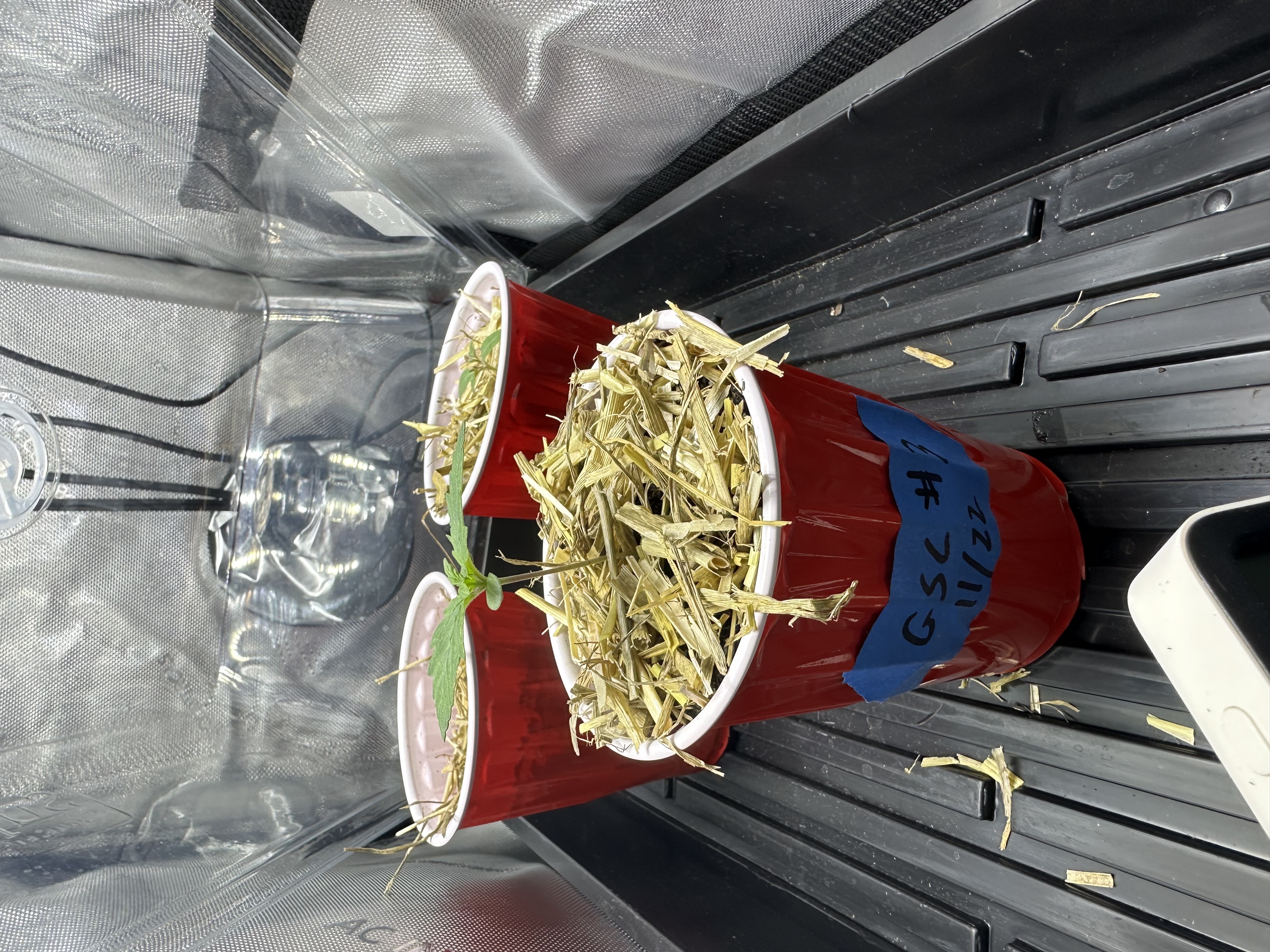 GSC#3 — germination, day 10