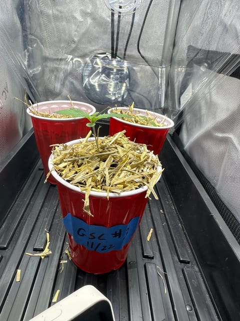 GSC#3 — germination, day 10