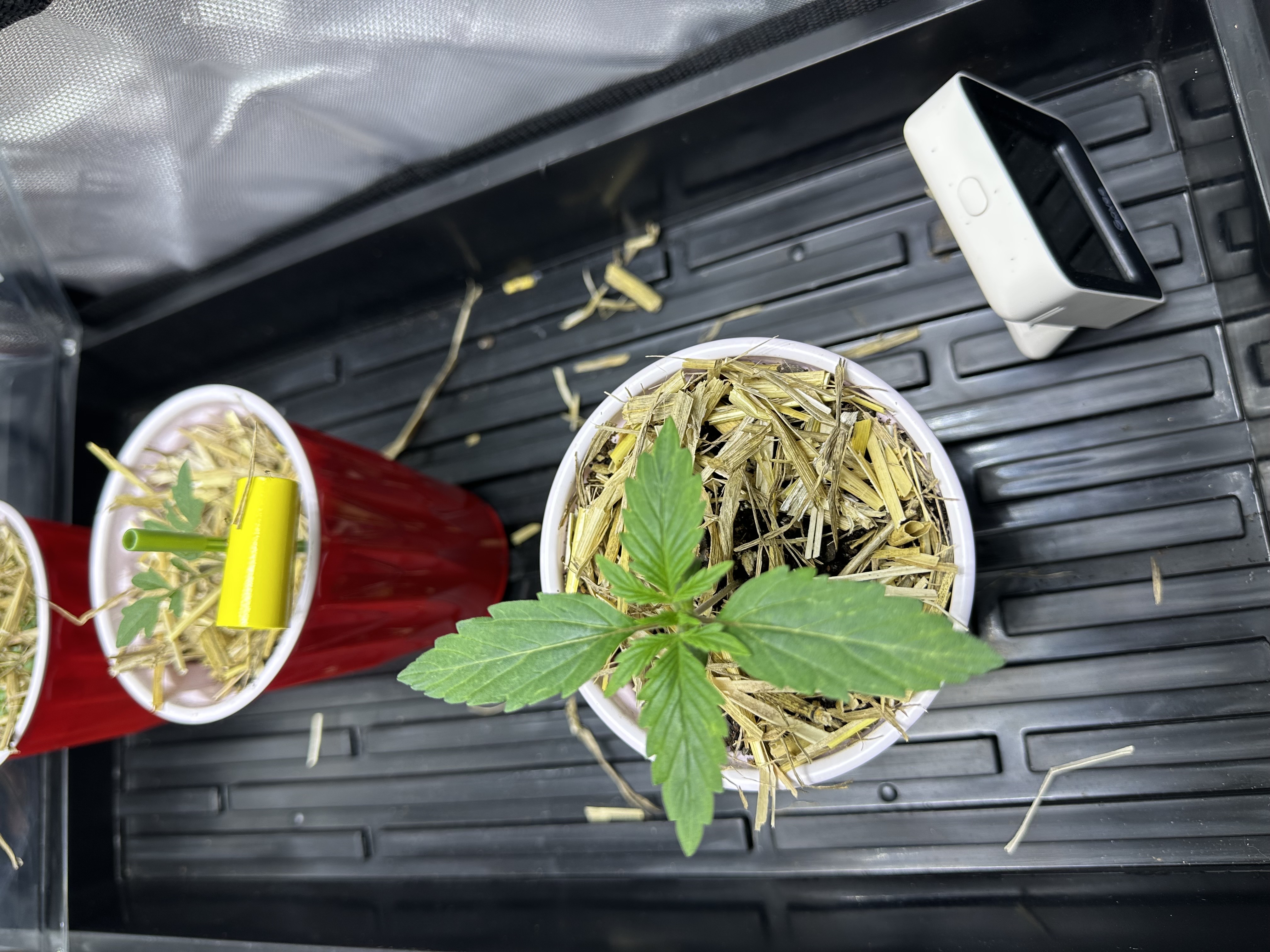 GSC#3 — vegetative, day 12