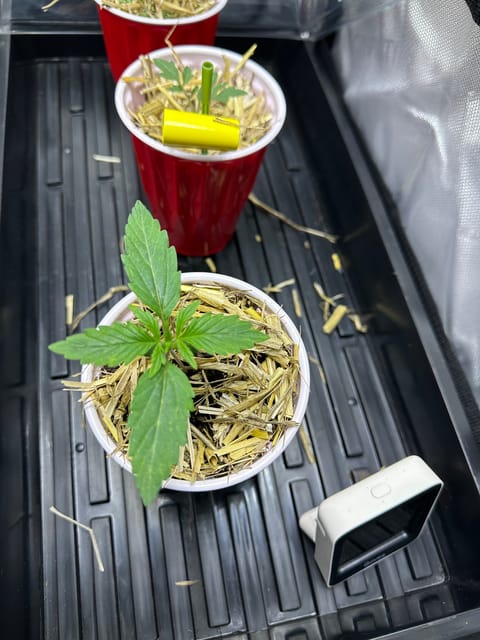 GSC#3 — vegetative, day 12