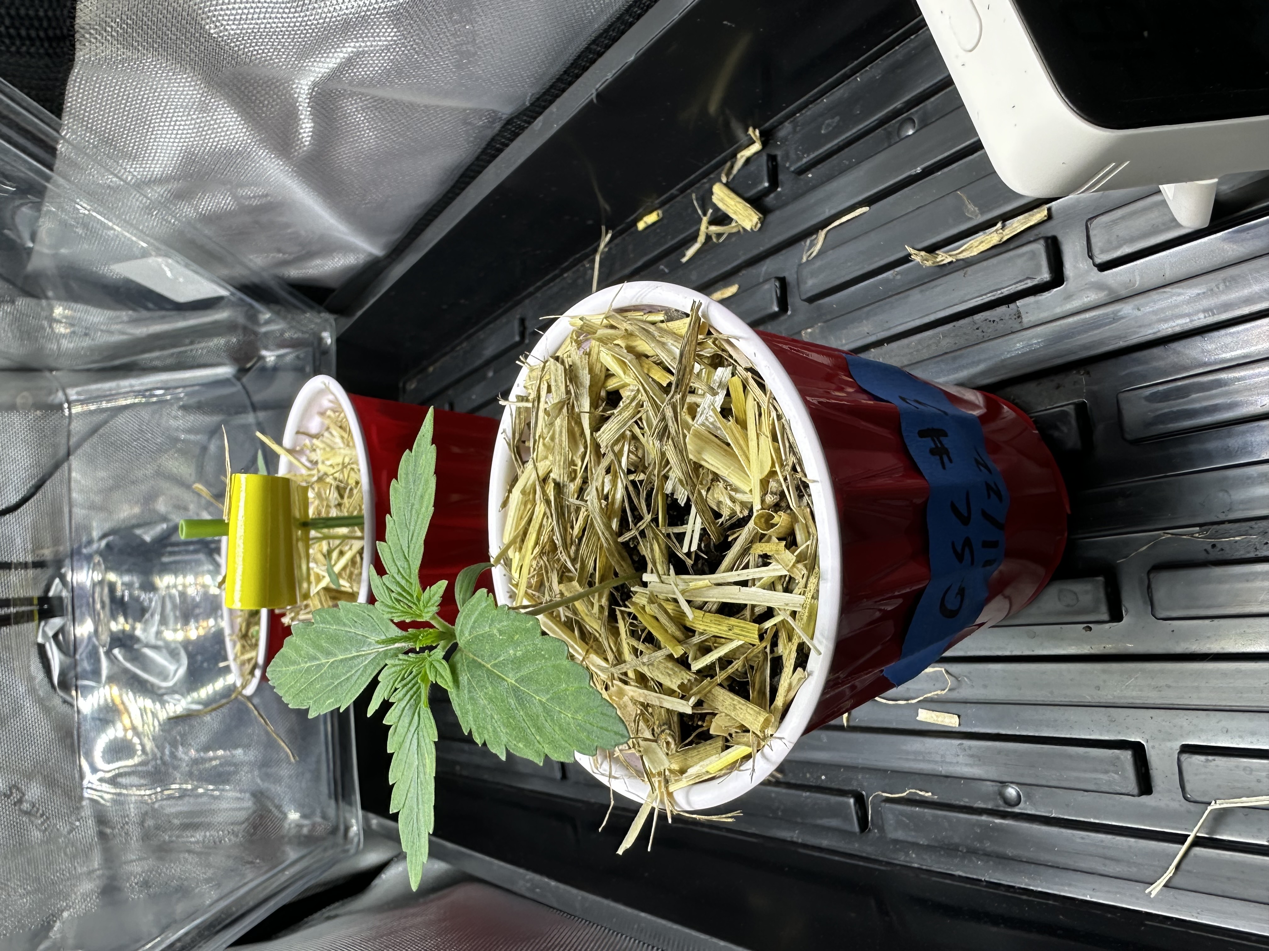 GSC#3 — vegetative, day 12