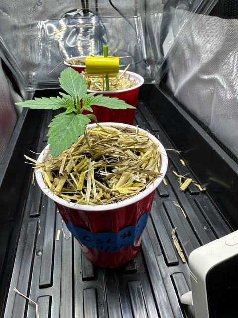 GSC#3 — vegetative, day 12