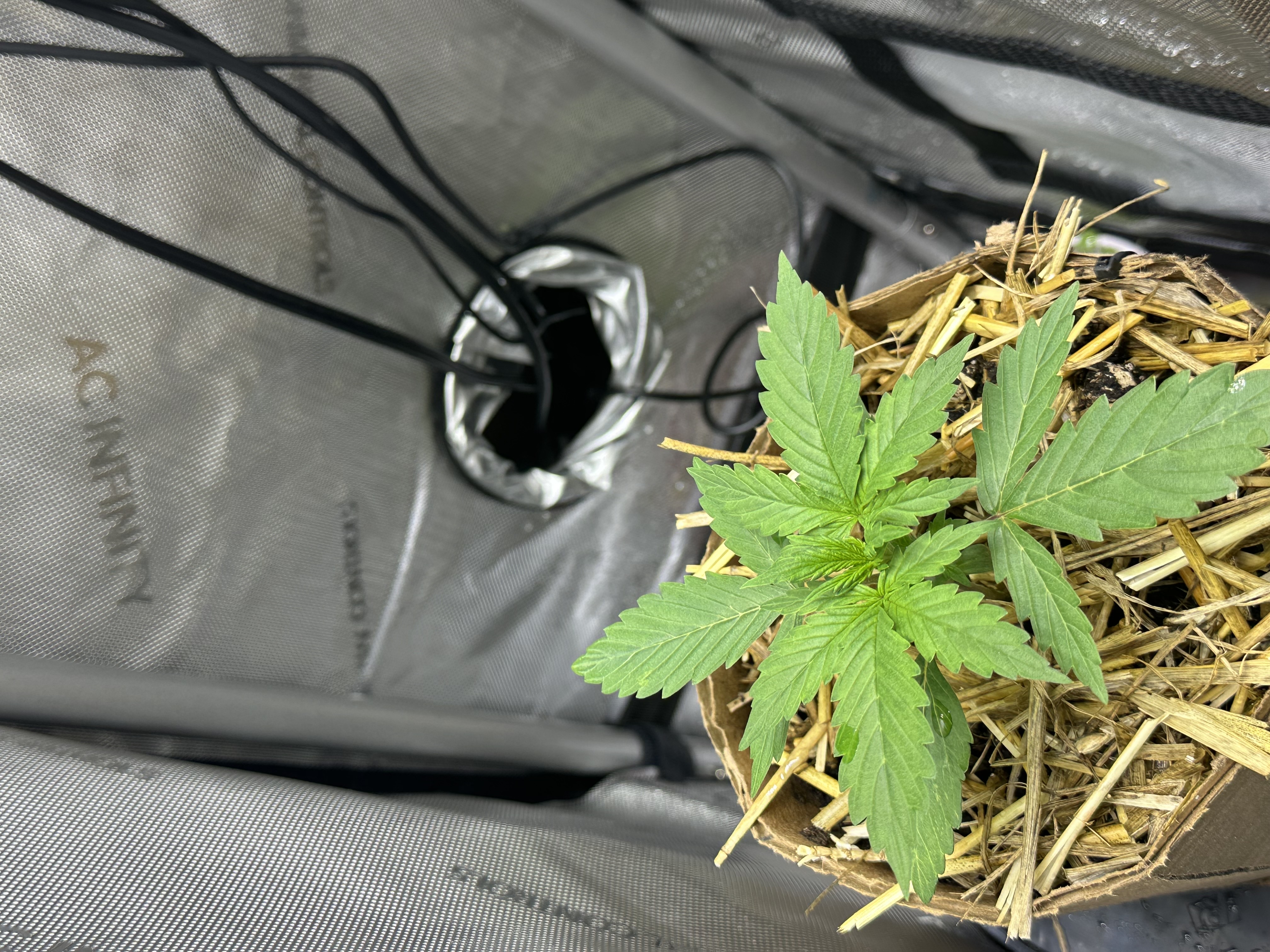 GSC#3 — vegetative, day 18