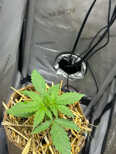 GSC#3 — vegetative, day 18