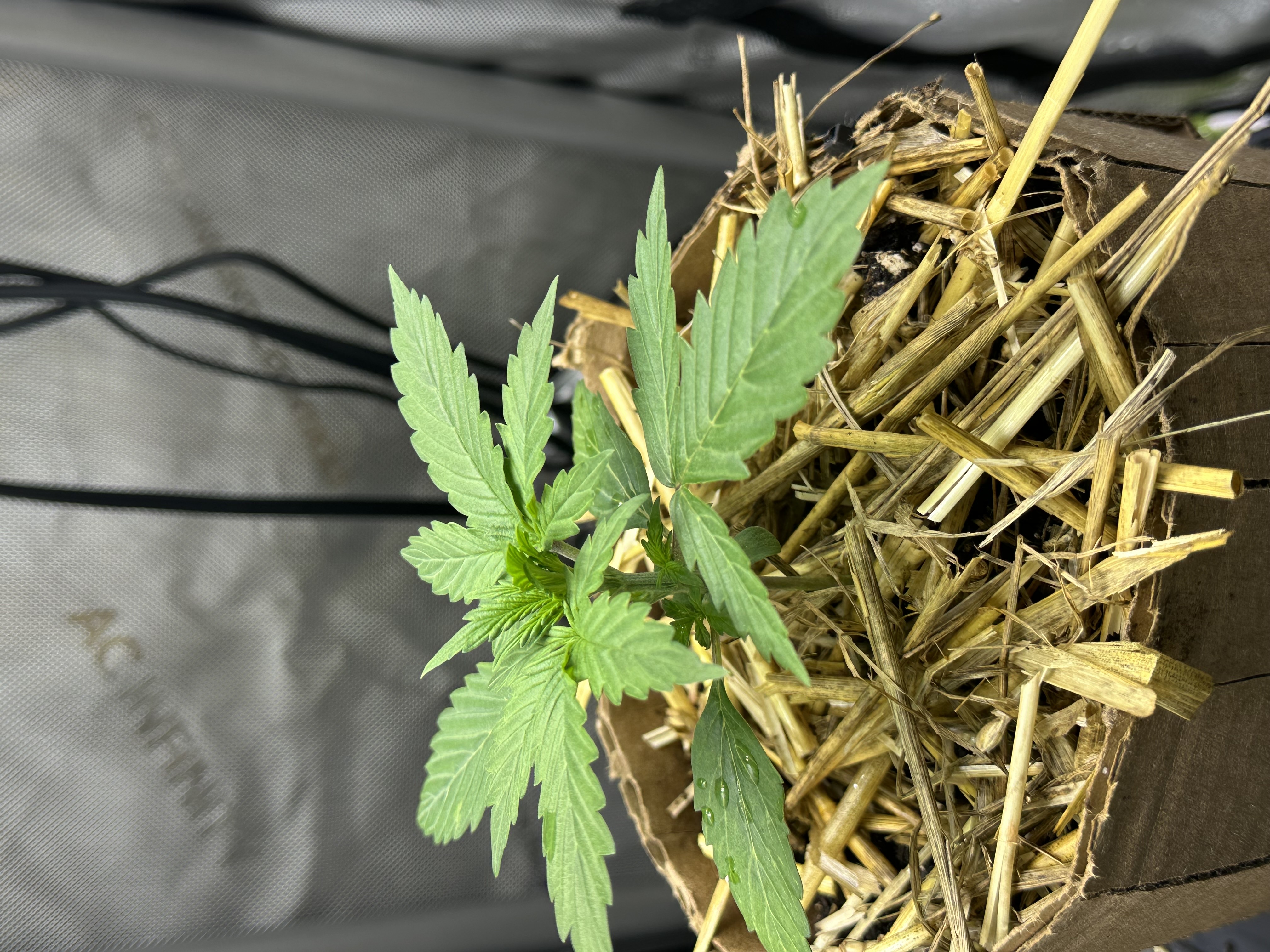 GSC#3 — vegetative, day 18
