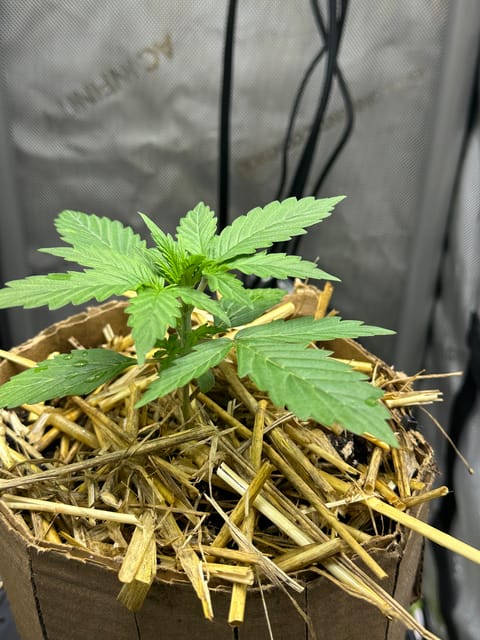 GSC#3 — vegetative, day 18
