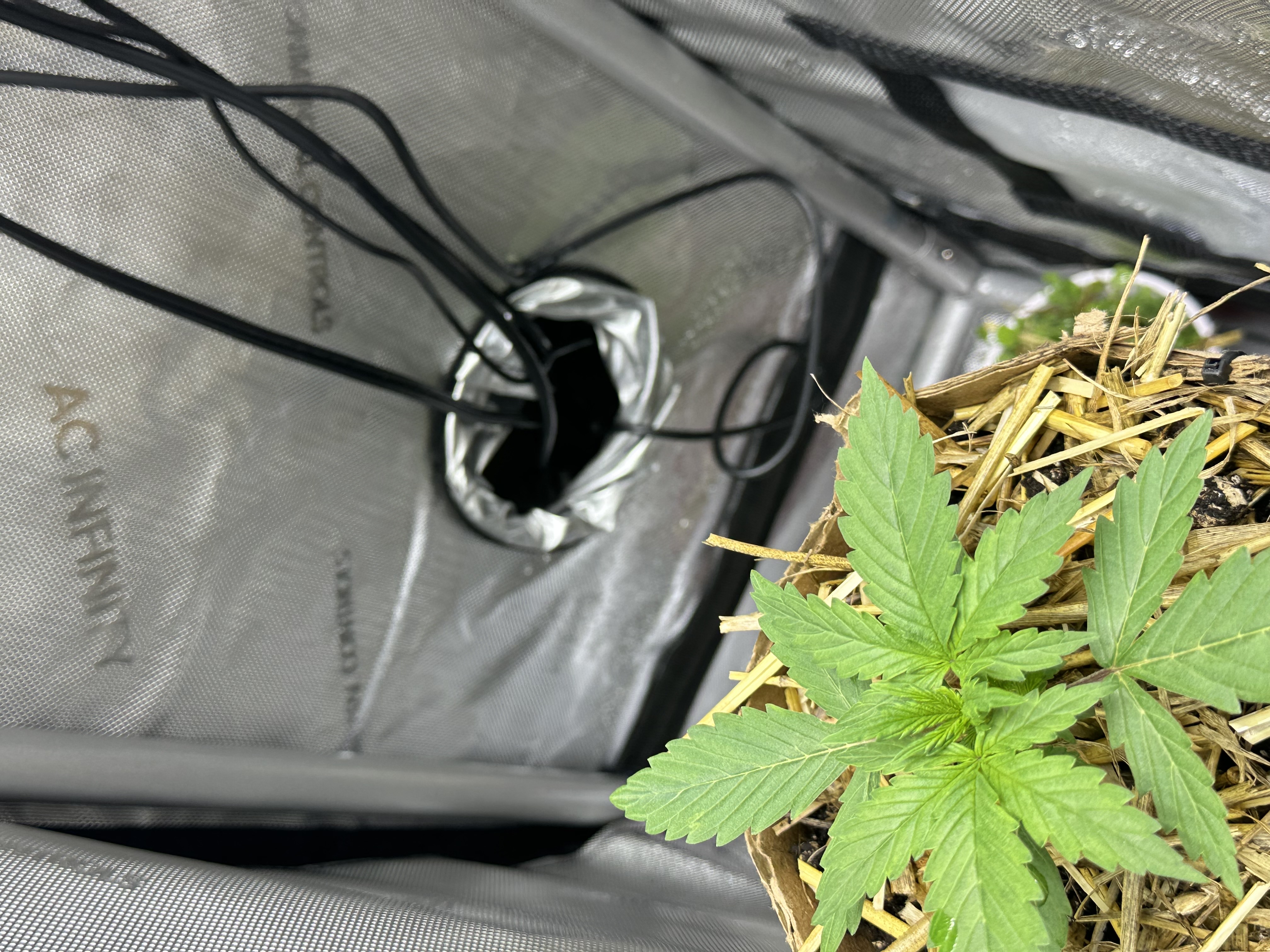 GSC#3 — vegetative, day 18