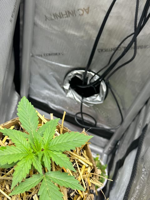 GSC#3 — vegetative, day 18