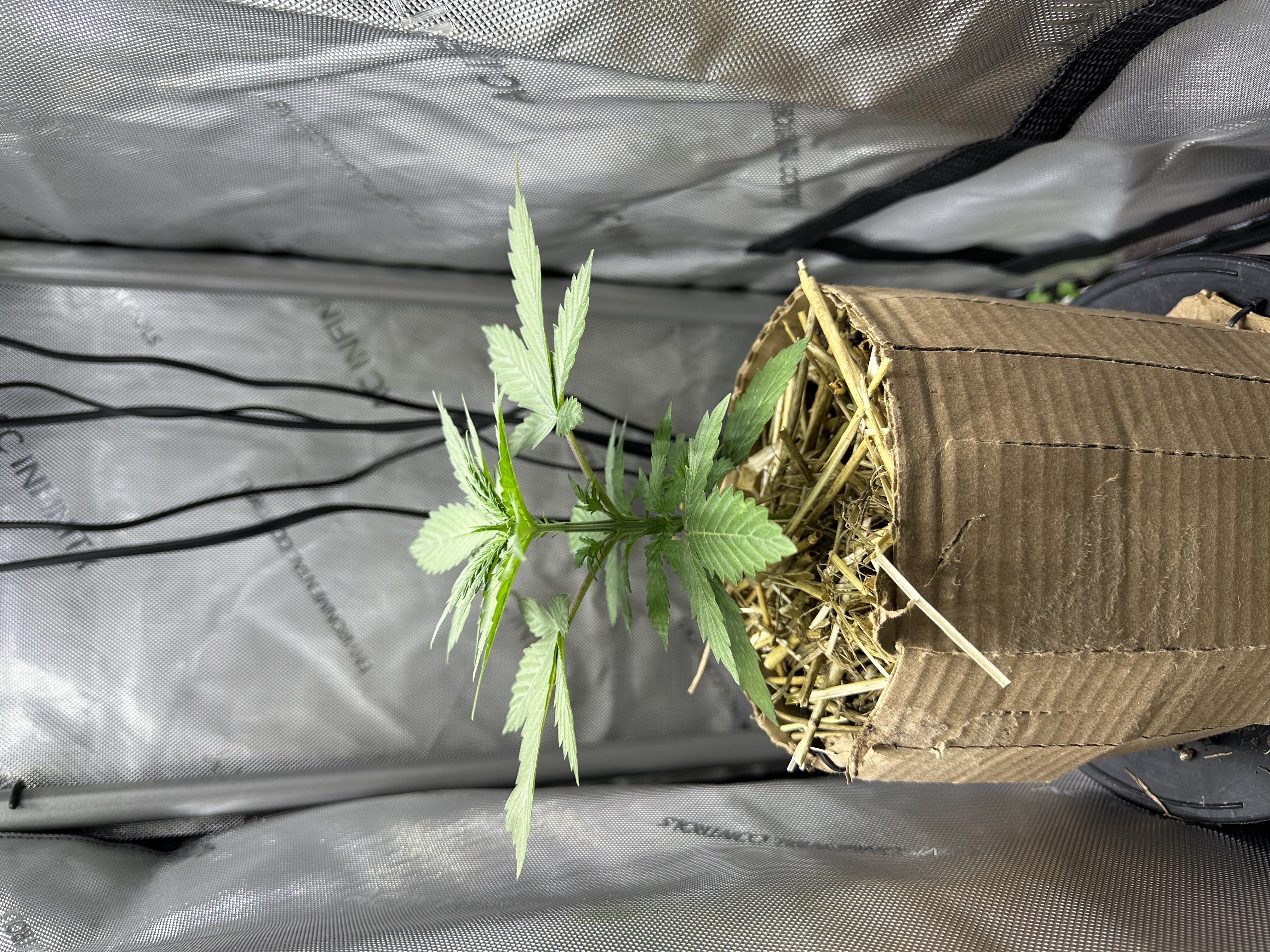 GSC#3 — vegetative, day 22