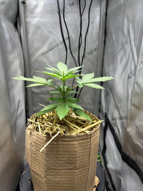 GSC#3 — vegetative, day 22