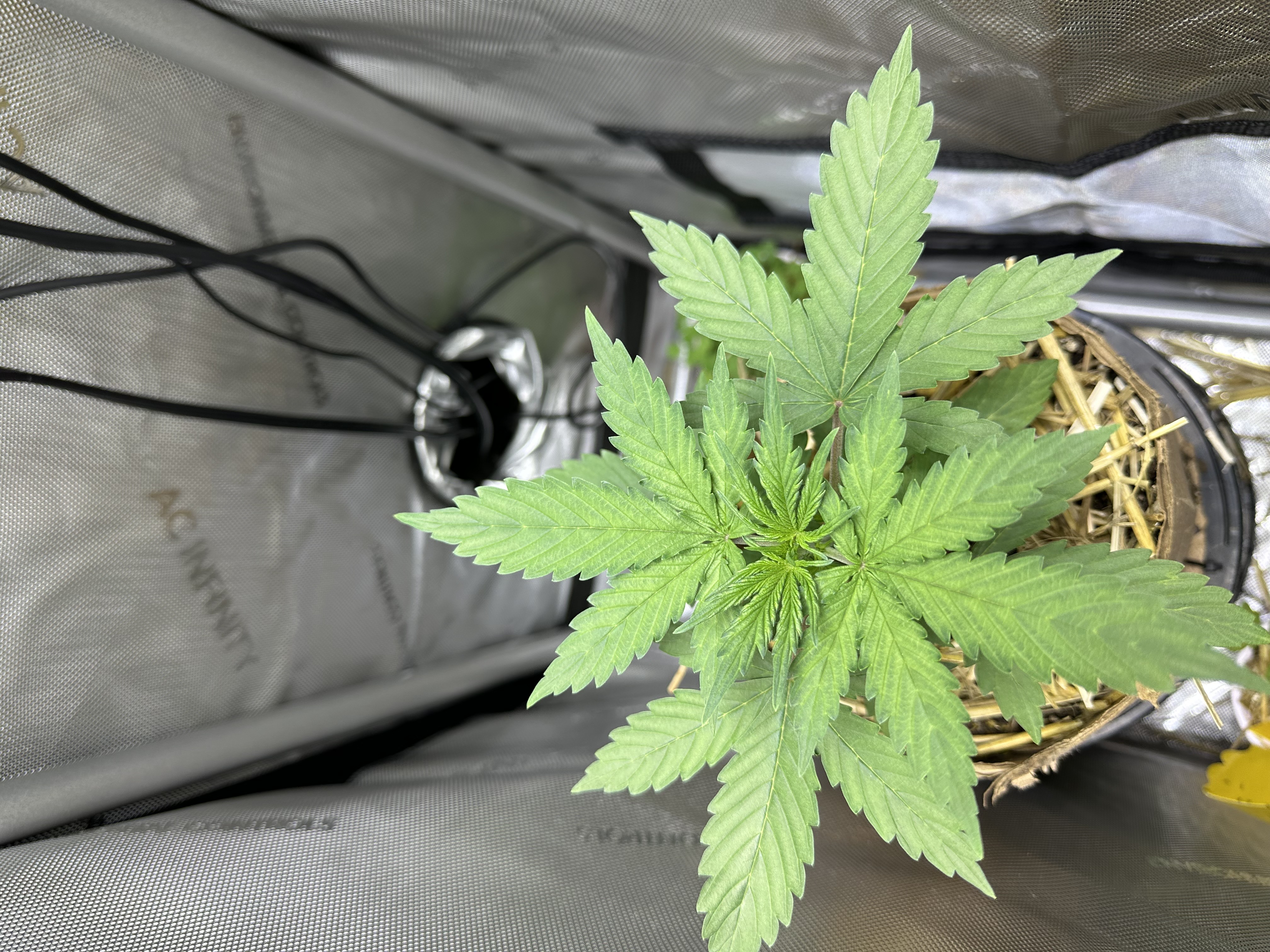 GSC#3 — vegetative, day 22