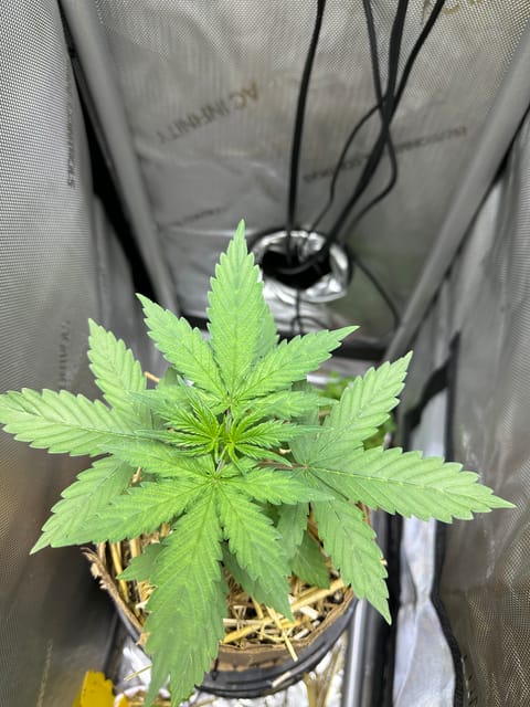 GSC#3 — vegetative, day 22