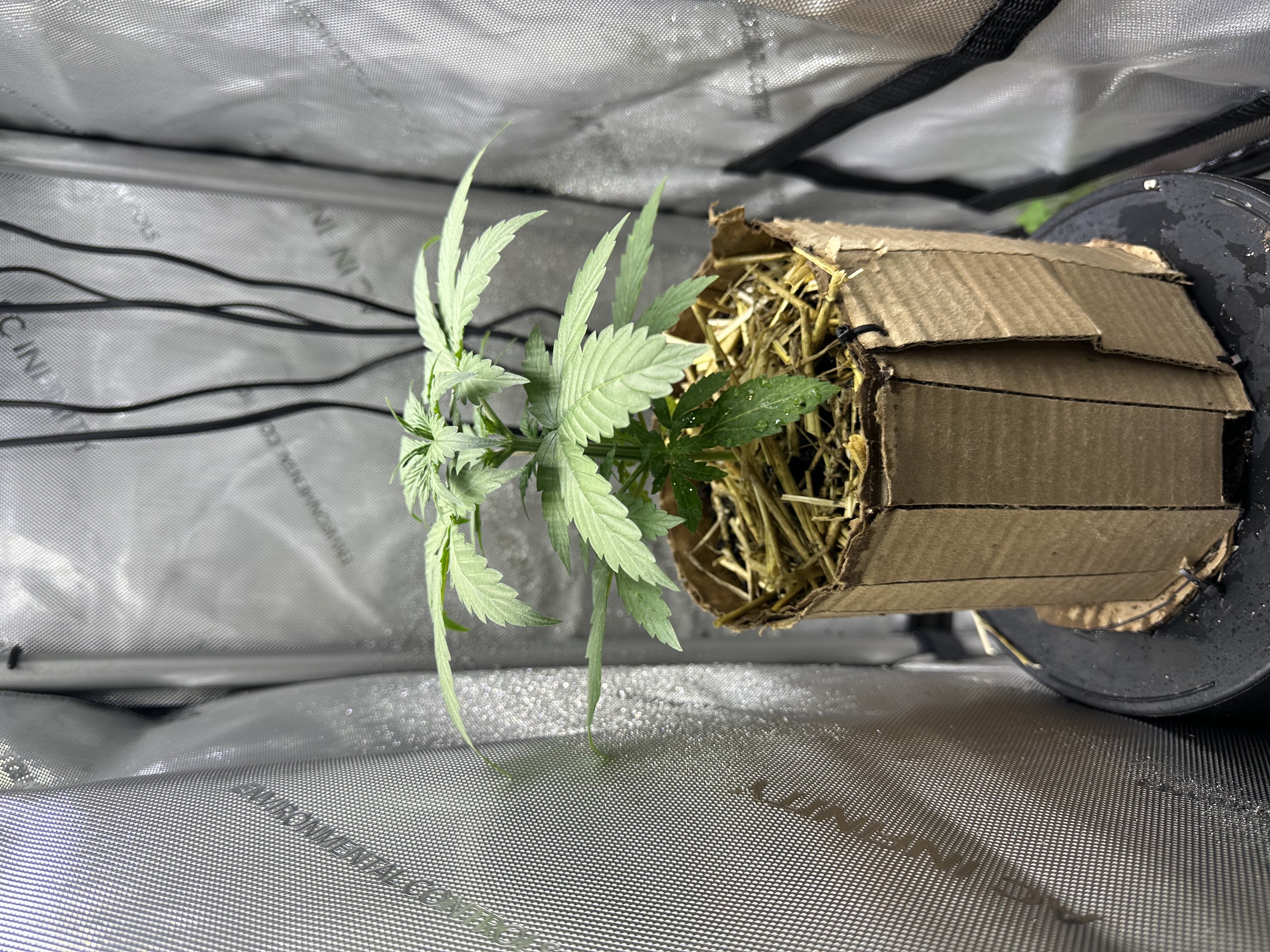 GSC#3 — vegetative, day 23