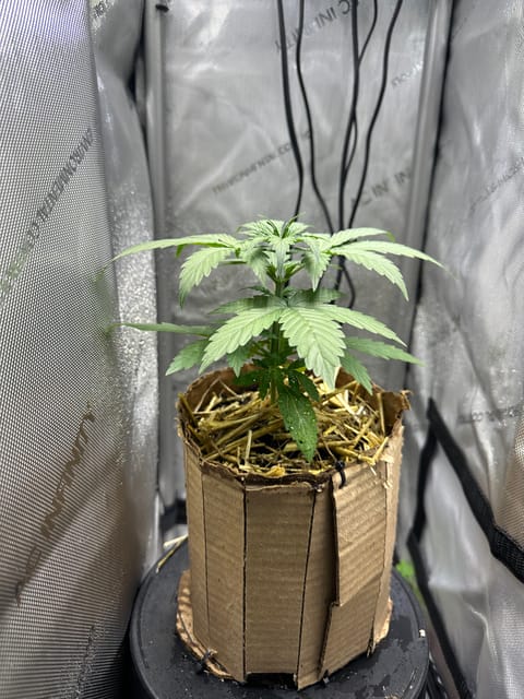 GSC#3 — vegetative, day 23