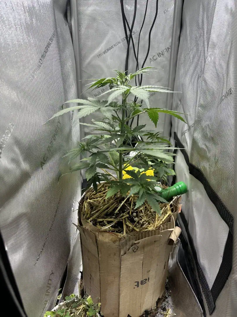 GSC#3 — vegetative, day 32