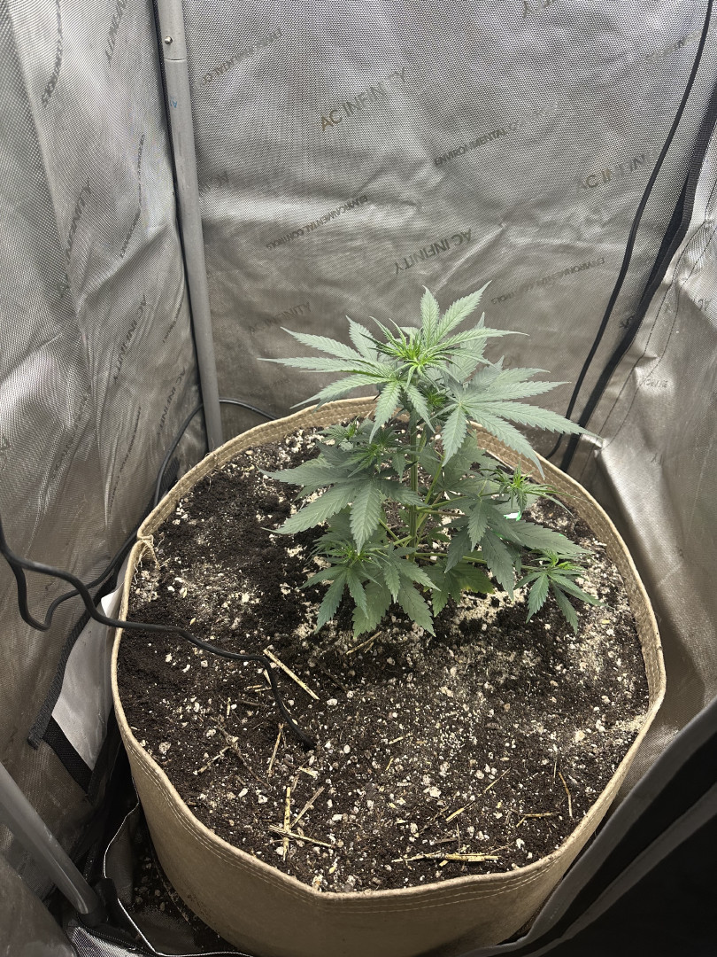 GSC#3 — vegetative, day 35