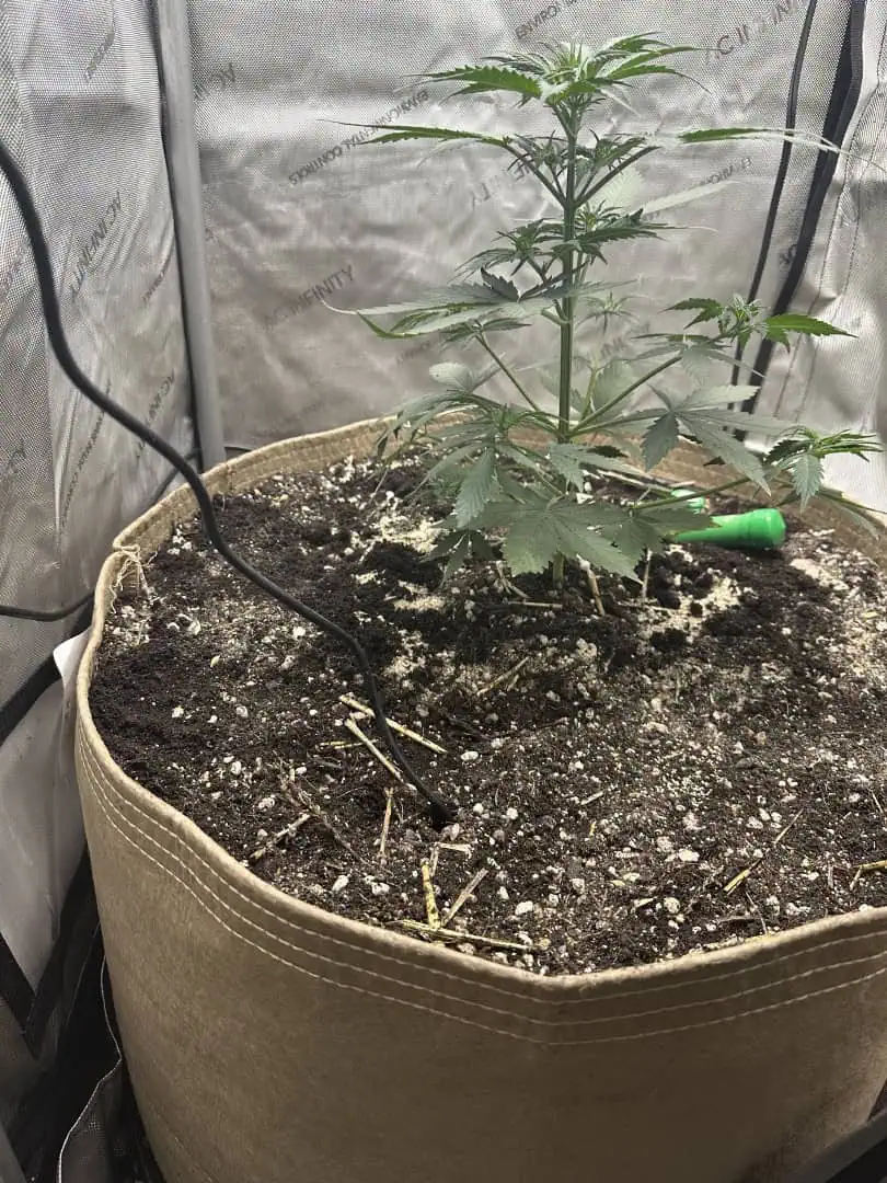 GSC#3 — vegetative, day 35