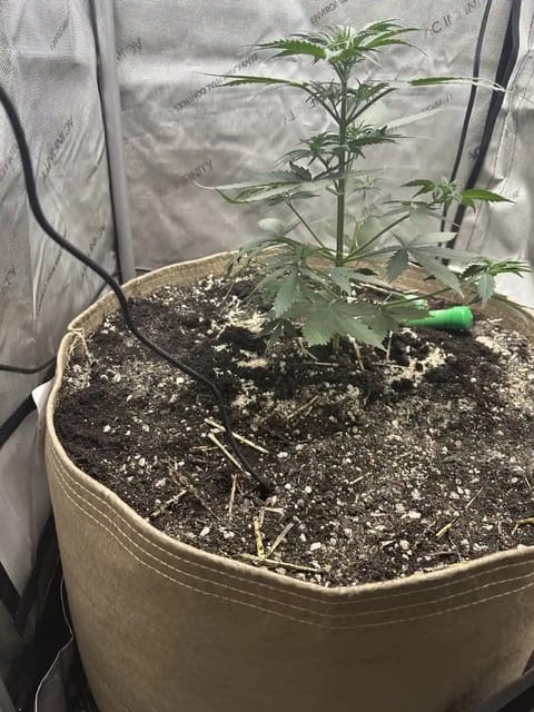 GSC#3 — vegetative, day 35