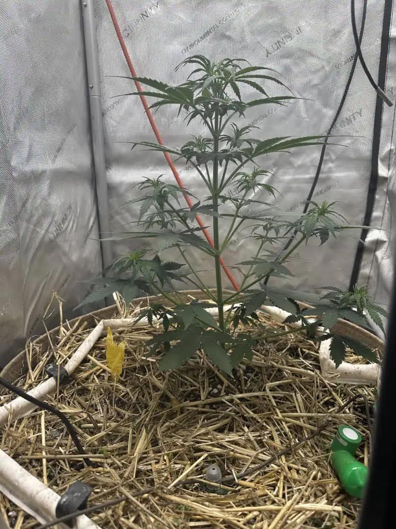 GSC#3 — flower, day 40