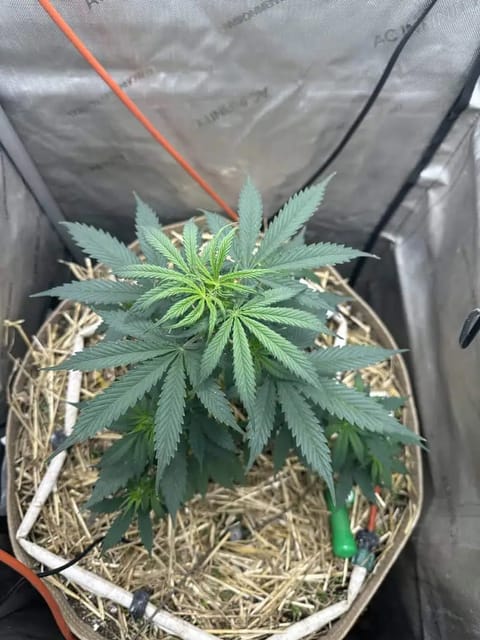GSC#3 — flower, day 40