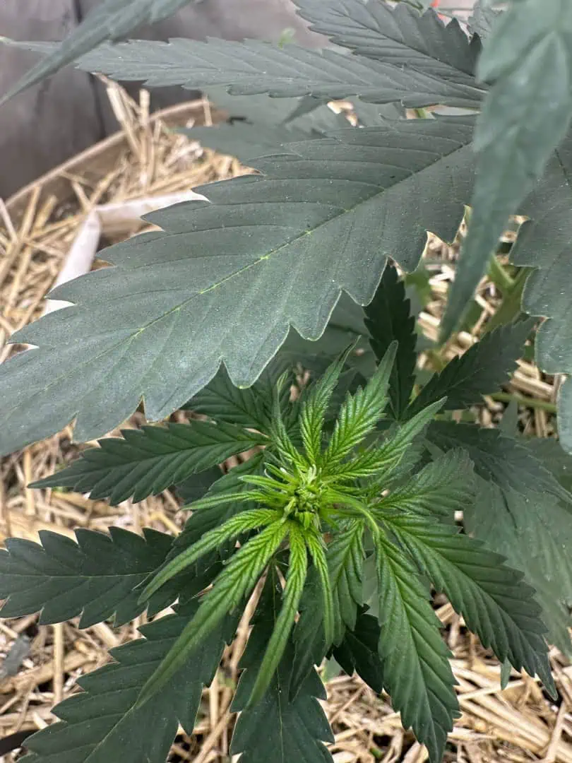 GSC#3 — flower, day 40