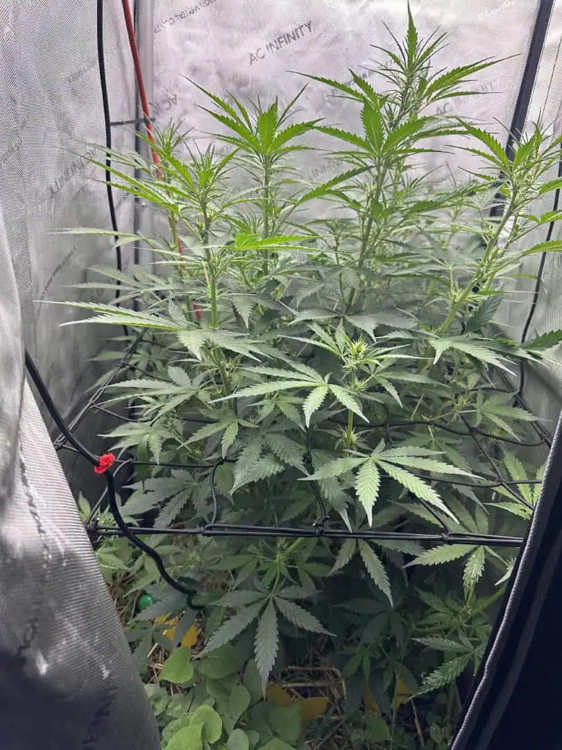 GSC#3 — flower, day 53