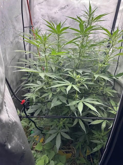 GSC#3 — flower, day 53