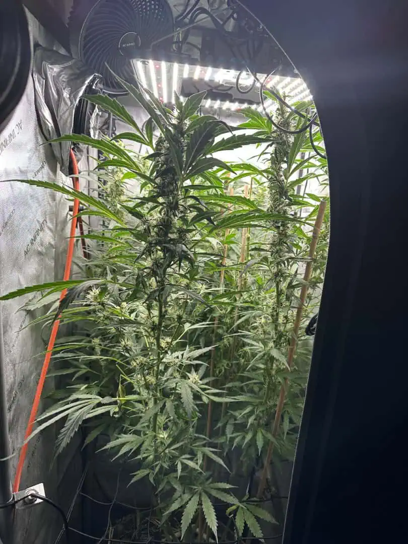 GSC#3 — flower, day 78